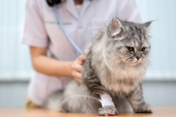 servicio-veterinario-tienda-de-la-mascota-manizales-veterinario-utiliza-estetoscopio-para-diagnosticar-lindo-gato