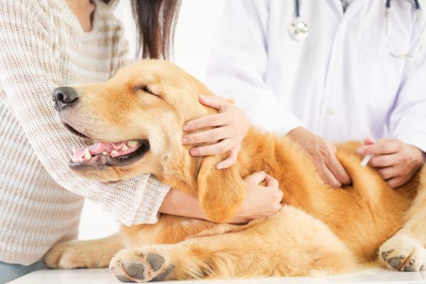 servicios-profilacticos-vacuna-perrito-gato-tienda-de-la-mascota-manizales-veterinario-que-controla-golden-retriever-perro-hospital-clinica-animal-domestico